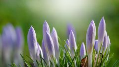 Krokusse Krokusse