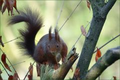 Eichhörnchen Eichhörnchen