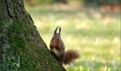 Eichhörnchen Eichhörnchen