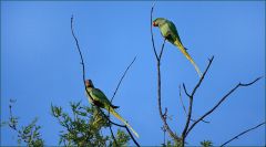 Zwei Halsbandsittiche