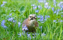 Eichelhäher Eichelhäher