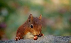 Eichhörnchen Eichhörnchen