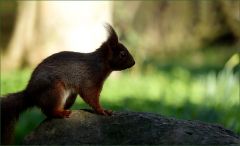 Eichhörnchen Eichhörnchen