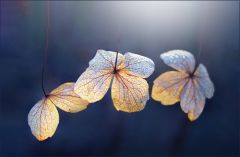 Verwelkte Hortensienblüten Verwelkte Hortensienblüten
