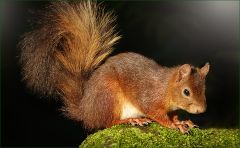 Eichhörnchen Eichhörnchen