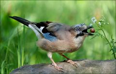 Eichelhäher Eichelhäher