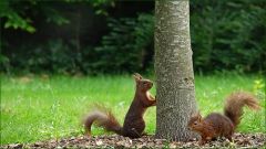 Eichhörnchen Eichhörnchen