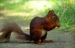 Eichhörnchen Eichhörnchen