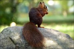 Eichhörnchen Eichhörnchen