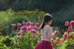 Ein Mädchen fotografiert die Dahlien