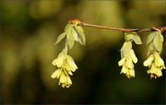 Blütenzweig im März Blütenzweig im März