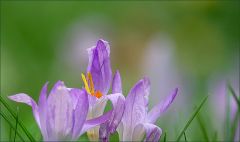Krokusse Krokusse