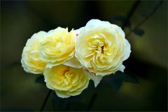 Rosen