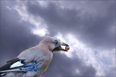 Eichelhäher mit einer Haselnuss Eichelhäher mit einer Haselnuss