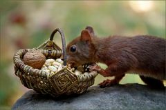 Eichhörnchen Eichhörnchen