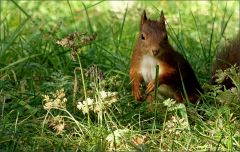 Eichhörnchen Eichhörnchen