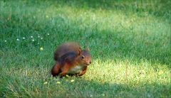 Eichhörnchen Eichhörnchen