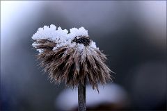 Verblühte Kugeldistel mit Raureiff Verblühte Kugeldistel mit Raureiff