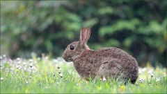 Wildkaninchen Wildkaninchen