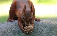 Eichhörnchen Eichhörnchen