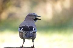 Eichelhäher Eichelhäher