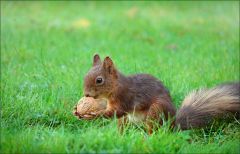 Eichhörnchen Eichhörnchen