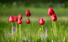 Wildtulpen Wildtulpen