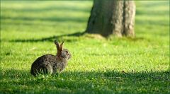 Wildkaninchen Wildkaninchen