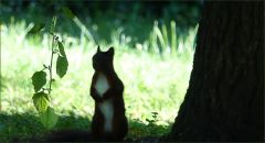 Eichhörnchen
