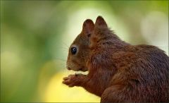 Eichhörnchen Eichhörnchen