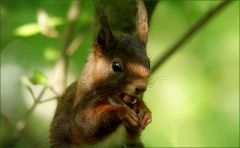 Eichhörnchen Eichhörnchen