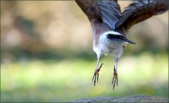 Eichelhäher Eichelhäher