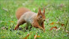 Eichhörnchen Eichhörnchen