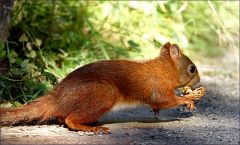 Eichhörnchen mit einer Walnussschale Eichhörnchen mit einer Walnussschale