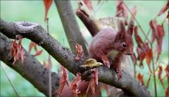 Eichhörnchen Eichhörnchen