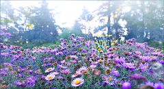 Astern im Morgennebel Astern im Morgennebel