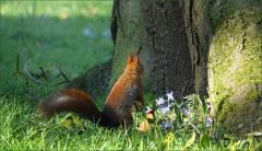 Eichhörnchen Eichhörnchen