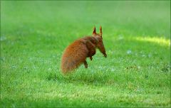 Eichhörnchen Eichhörnchen