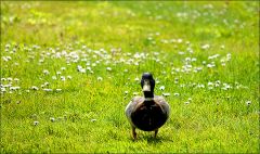 Erpel auf der Maiwiese Erpel auf der Maiwiese
