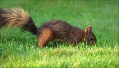 Eichhörnchen Eichhörnchen