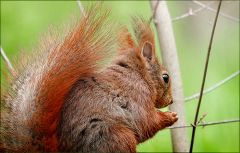 Eichhörnchen Eichhörnchen