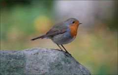 Rotkehlchen
