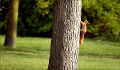 Eichhörnchen Eichhörnchen