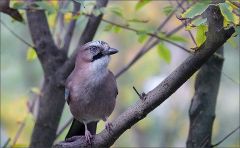 Eichelhäher Eichelhäher