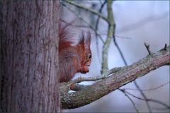 Eichhörnchen im Morgennebel Eichhörnchen im Morgennebel