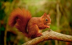 Eichhörnchen Eichhörnchen