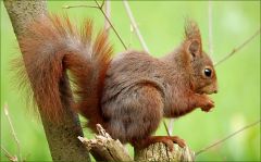 Eichhörnchen Eichhörnchen