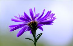 Aster
