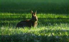 Wildkaninchen Wildkaninchen
