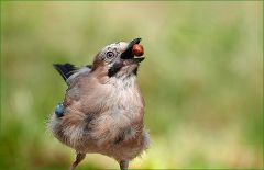 Eichelhäher Eichelhäher